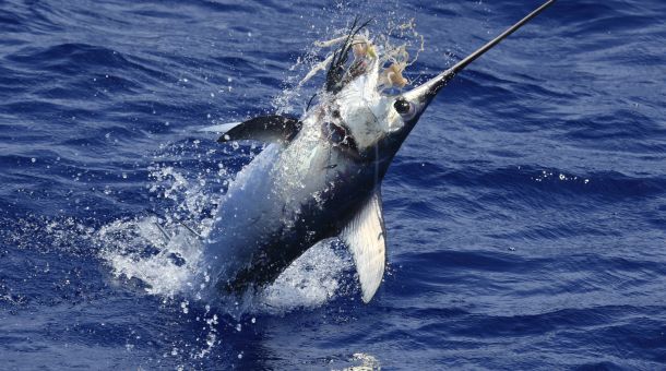 Swordfish success for Halco team